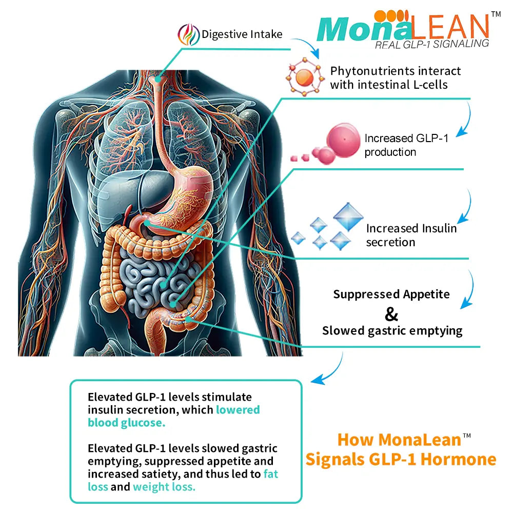 MonaLeanᵀᴹ: Plant-Powered GLP-1 Signaling Support Blood Sugar, Cravings, Body Fat Loss and Weight Loss Theramone Health