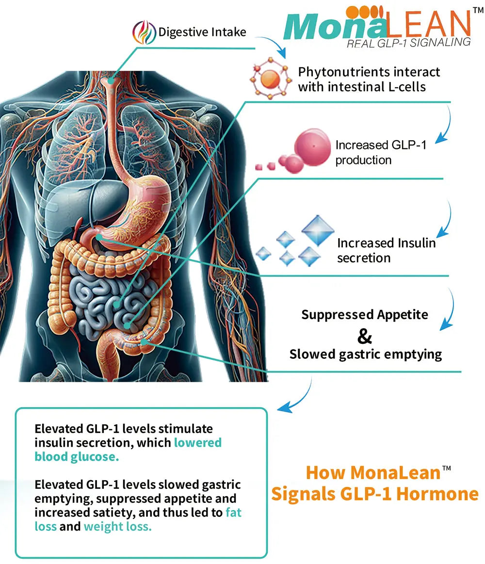 MonaLean™ | Plant-Based Real GLP-1 Signaling Supplement for Fat Loss, Weight Loss, Cravings Reduction, and Blood Glucose Control Theramone Health